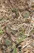 fraileapygmaeavardadakii_small.jpg