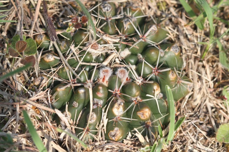 notocactusmammulosus.jpg