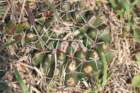 notocactusmammulosus_small.jpg