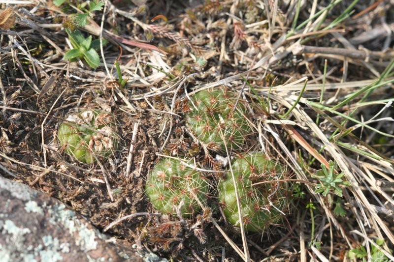 notocactusottonis.jpg