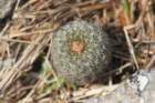 fraileapygmaeavardadakii_small.jpg