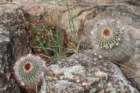 notocactusottoniscentrenotocactusscopalandr_small.jpg