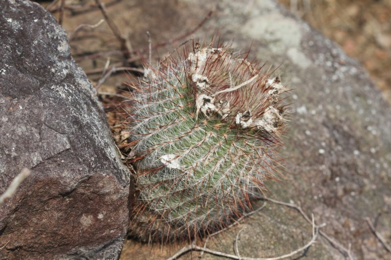 notocactusscopa.jpg