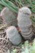 notocactusscopa2_small.jpg