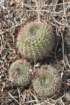 notocactustabularis_small.jpg