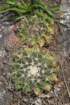 notocactuswigginsianeoarechavaletae_small.jpg