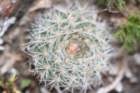 fraileapygmaea2_small.jpg