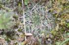 gymnocalyciumnetrelianum_small.jpg