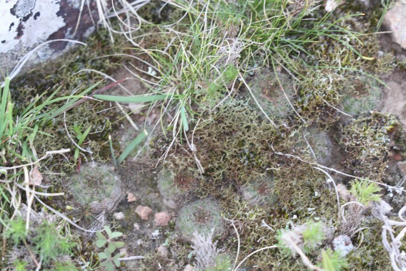 notocactusottonis.jpg
