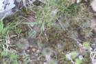 notocactusottonis_small.jpg