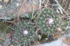notocactuswigginsianeoarechavaletae_small.jpg
