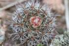 notocactuswigginsianeoarechavaletaeseedling_small.jpg