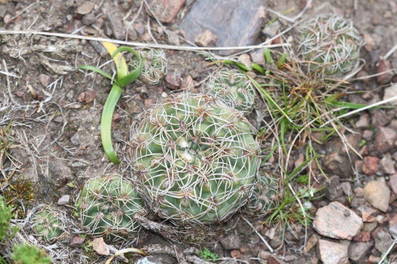 gymnocalyciumuruguayense.jpg