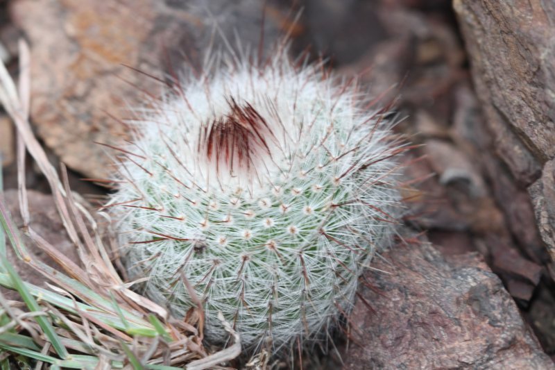 notocactusscopa.jpg