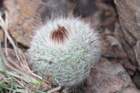 notocactusscopa_small.jpg