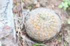 notocactustabularisxscopa_small.jpg