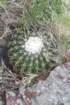 notocactuswigginsiaerinacea_small.jpg