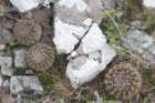 notocactuswigginsiaerinaceajuvenile_small.jpg
