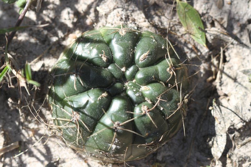 gymnocalyciumhyptiacanthumvarmelanocarpum.jpg