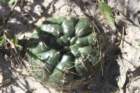 gymnocalyciumhyptiacanthumvarmelanocarpum_small.jpg