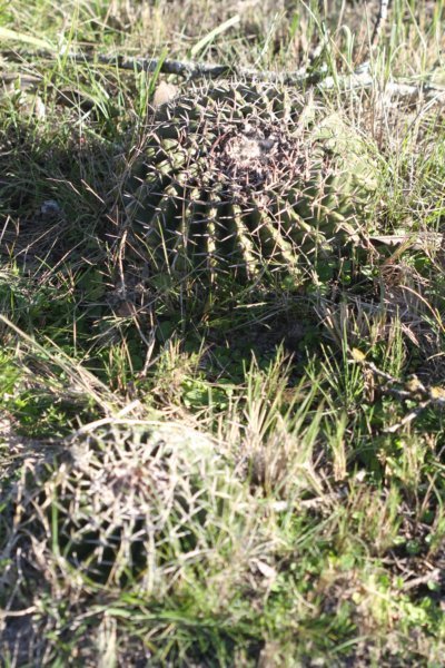 notocactuswigginsiasellowiivartetracanthus.jpg