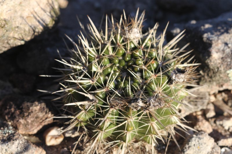 notocactusmammulosusturecekiana2.jpg