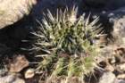 notocactusmammulosusturecekiana2_small.jpg