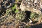 notocactusmammulosusturecekiana_small.jpg