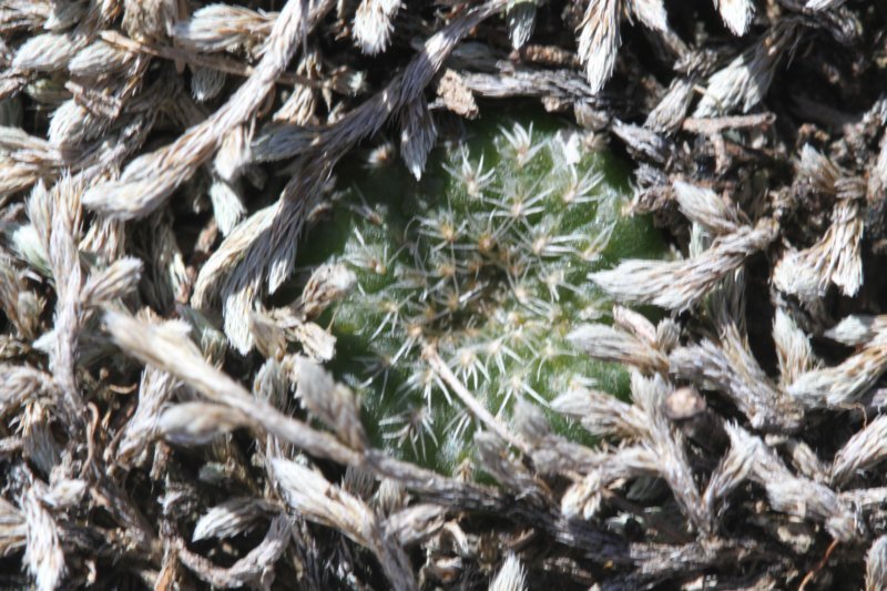 fraileapygmaea.jpg