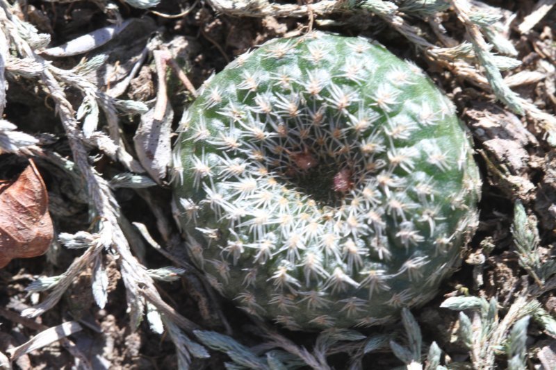 fraileapygmaea2.jpg