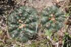 gymnocalyciumuruguayense_small.jpg