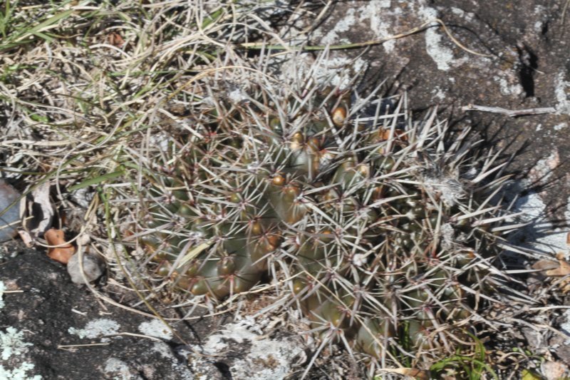 notocactusmammulosusturecekiana.jpg