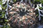 notocactusmammulosusturecekianajuvenile_small.jpg