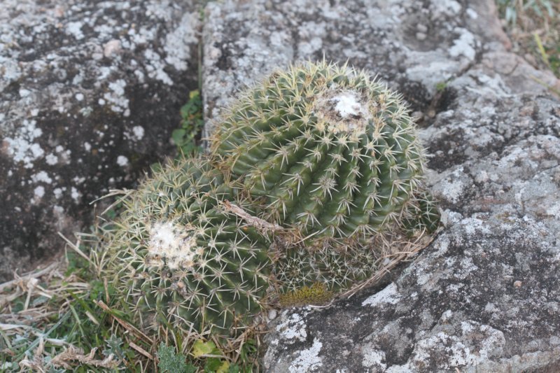 notocactuswigginsiaerinacea.jpg
