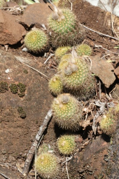 fraileapumila.jpg