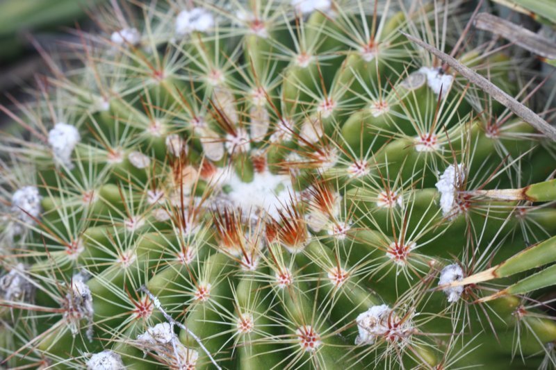 notocactusherteri3.jpg