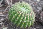notocactusherteri_small.jpg