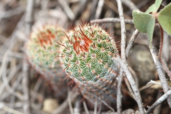 notocactusminimus.jpg