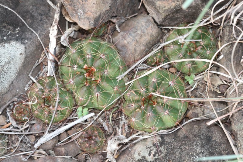 notocactusottonisarechavaletaevlimiticola.jpg