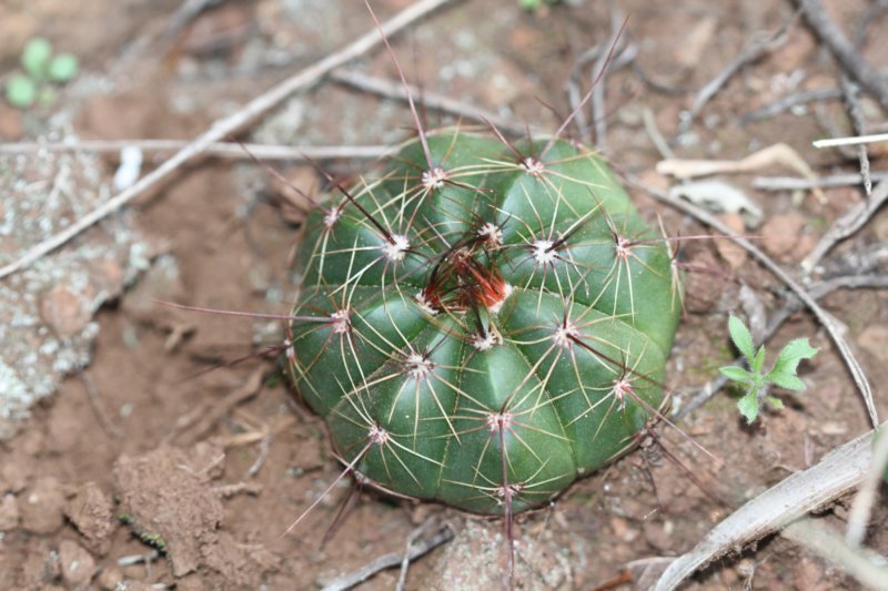 notocactusottonisarechavaletaevlimiticola2.jpg
