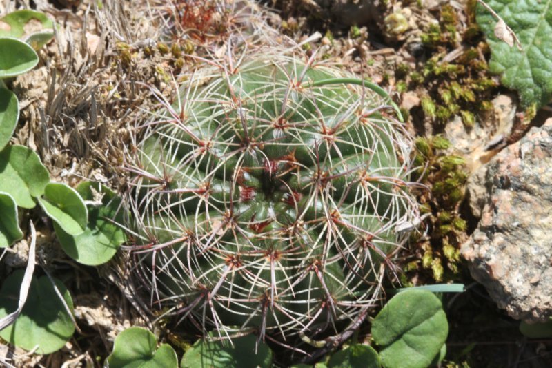 notocactuslinkiimegapotamicus.jpg