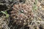 notocactusmammulosus2_small.jpg