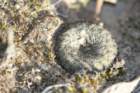 fraileaphaeodiscavarperbella_small.jpg