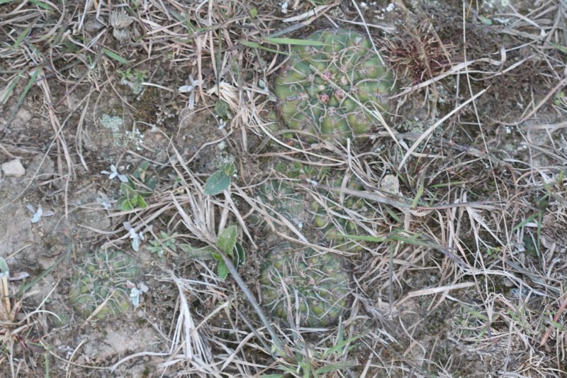 gymnocalyciumuruguayense2.jpg