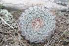 notocactusscopa2_small.jpg