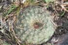 fraileapygmaea_small.jpg