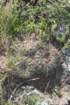 notocactusconcinnus2_small.jpg