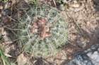 notocactusconcinnus_small.jpg