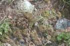 notocactusottonis_small.jpg