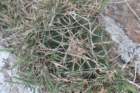 notocactuswigginsiaerinacea_small.jpg